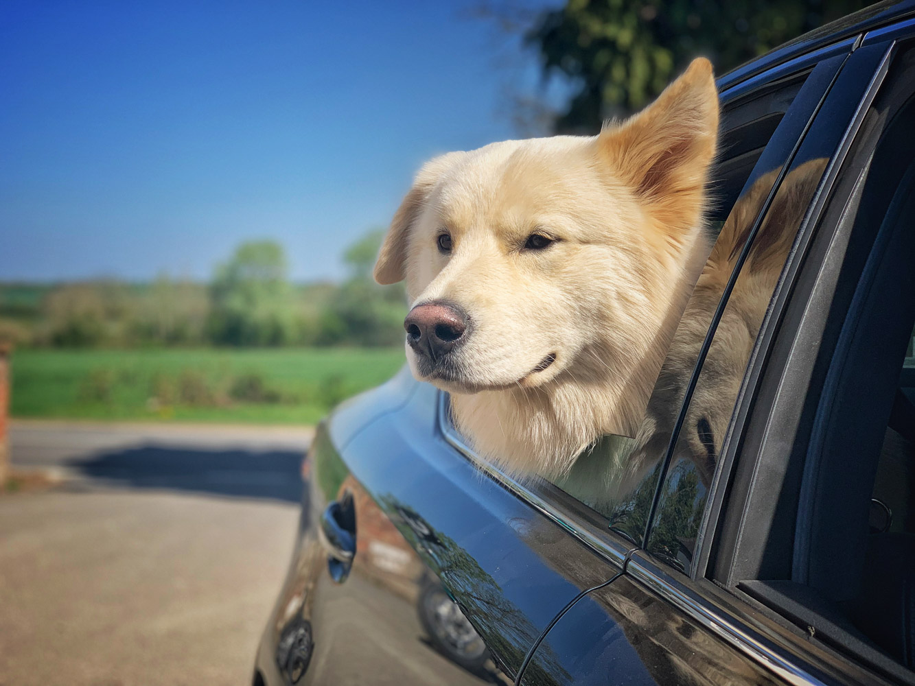 Canine&Machine. For the love of the Woofs.